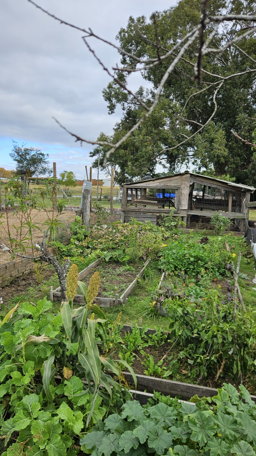 Horta com canteiros e galinheiro ao fundo